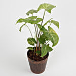 Syngonium Plant in Recycled Pot- Copper