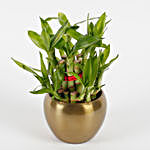 Two Layer Bamboo Plant in Copper Orchid Metal Pot