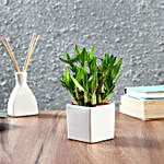 Lucky Bamboo Plant in Square Ceramic Pot