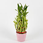 Three Layer Bamboo Plant in Pink Recycled Plastic Pot