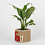 Peace Lilly in Glass Vase For U