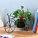 Philodendron Red Plant in Black Cycle Planter