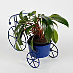 Philodendron Red Plant in Blue Cycle Planter