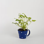 Xanadu Philodendron Golden Plant in Blue Cup Planter