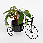 Philodendron Red Plant in Black Cycle Planter