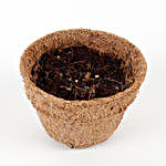 Premium Self Growing Plants Kit with Seeds & Coir Pots
