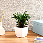 Dracaena Compacta Plant in White Imported Plastic Pot