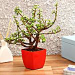 Jade Plant in Red Imported Plastic Pot
