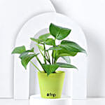 Money Plant in Black Imported Plastic Pot