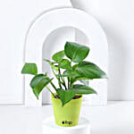 Money Plant in Black Imported Plastic Pot