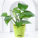 Money Plant in Black Imported Plastic Pot