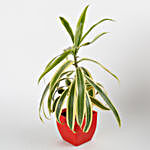 Song Of India Plant in Red Imported Plastic Pot