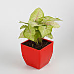 Syngonium Plant in Red Imported Plastic Pot