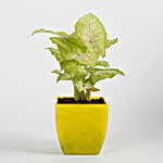 Syngonium Plant in Yellow Imported Plastic Pot
