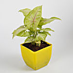 Syngonium Plant in Yellow Imported Plastic Pot