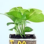 Money Plant For Singles Day