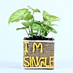 Syngonium Plant For Singles Day