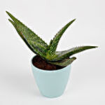 Aloe Vera Cactus Plant In Conical Melamine Pot