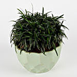 China Grass Plant In Diamond Cut Melamine Pot