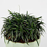 China Grass Plant In Diamond Cut Melamine Pot