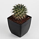 Echinocactus Grusonii Plant In Black Imported Plastic Pot