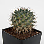 Echinocactus Grusonii Plant In Black Imported Plastic Pot