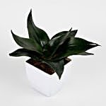 Green Sansevieria Plant In White Imported Plastic Pot