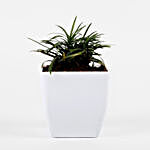 Mini China Grass Plant In White Imported Plastic Pot