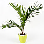 Rexona Palm Plant In Green Melamine Conical Pot