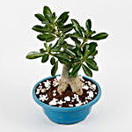 Socotra Adenium Bonsai Plant In Imported Plastic Bonsai Tray