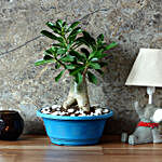 Socotra Adenium Bonsai Plant In Imported Plastic Bonsai Tray