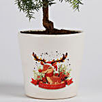 Araucaria Plant in Ceramic Pot for Christmas