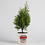 Christmas Special Cyprus Plant in Printed Ceramic Pot