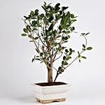 Ficus Panda Plant in White Ceramic Pot