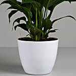 Peace Lily in White Imported Plastic Pot