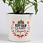 Xanadu Philodendron Plant in Ceramic Pot for Christmas