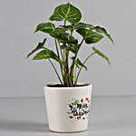 Xmas Special Green Syngonium Plant in Printed Ceramic Pot