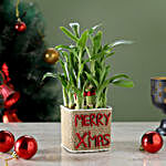 Two Layer Lucky Bamboo Plant in Merry Xmas Glass Vase