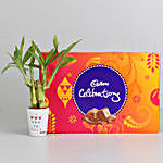Lucky Bamboo Plant in Love You Pot & Cadbury Celebrations Combo