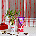 Lucky Bamboo Plant in Love You Pot & Dairy Milk Silk Combo
