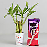 Lucky Bamboo Plant in Love You Pot & Dairy Milk Silk Combo