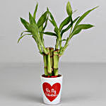 Lucky Bamboo Plant in Valentines Pot & Cadbury Celebrations