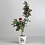 Red Rose Plant in Printed Pot & Teddy Bear Combo