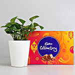 Money Plant in Ceramic Pot with Cadbury Celebrations
