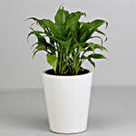 Peace Lily Plant in Ceramic Pot with Cadbury Celebrations