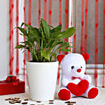 Peace Lily Plant in Ceramic Pot with Teddy Bear
