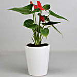 Red Anthurium Plant in Ceramic Pot with Dairy Milk Silk