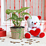 Syngonium Plant & Red Heart Teddy Bear Combo