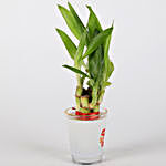 Lucky Bamboo In Hugs & Kisses Printed Glass Vase