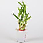 Lucky Bamboo In Printed Glass Vase